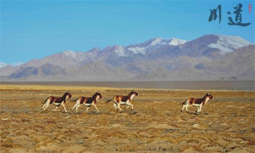 穿越羅布泊阿爾金山.jpg